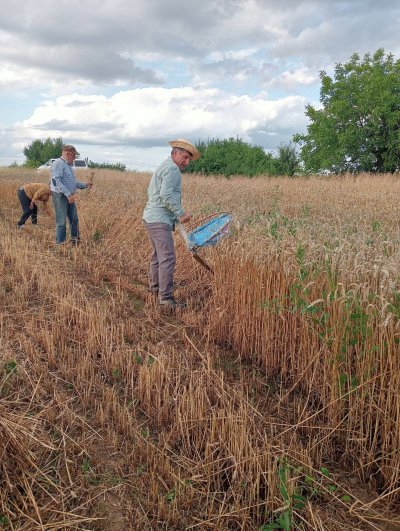 Okładka albumu: Zażynki w Rozięcinie 2025